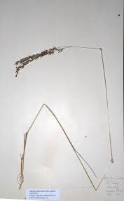 Image result for Alloteropsis