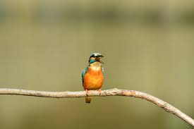 大泉 緑地 野鳥