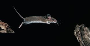 Check spelling or type a new query. How To Get Rid Of Mice The Natural Way Without Having To Kill Them