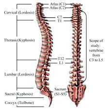 Human skeleton, the internal skeleton that serves as a framework for the body. Human Spine Anatomy Lateral Left And Posterior Right View 27 Download Scientific Diagram