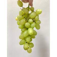 Maybe you would like to learn more about one of these? Buah Anggur Hijau Ijo Import Impor Harvest Line Shopee Indonesia