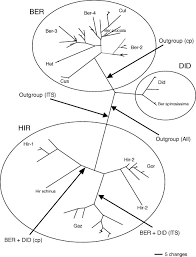 Image result for Hirpicium gorterioides