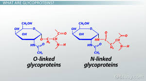 We did not find results for: What Are Glycoproteins Definition Functions Examples Video Lesson Transcript Study Com