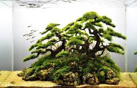 Driftwood And Java Moss Faux Bonsai Nature Aquarium Planted Aquarium Aquarium Design