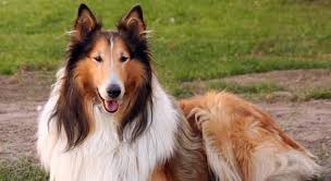 Approximately how many domestic breeds of dog are there? Collies Are A Dog Breed That Trivia Questions Quizzclub