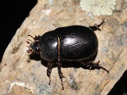 Image result for Pentodon