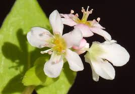 Nectary | Plants, Definition, Types, Function, Examples, & Facts |  Britannica