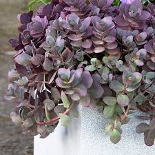 Maybe you would like to learn more about one of these? Sculptural Succulents For Warm And Temperate Climates
