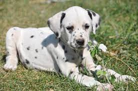 From The Barnyard Dalmatian Puppies For Sale Dalmatian Puppy Dalmatian