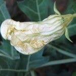 Image result for Coccinia sessilifolia