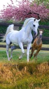 Pin By Abby Mae Terro On Horse Horses Beautiful Horses Animals Beautiful