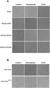 Uses, indications, side effects, dosage. A Phenotypic Small Molecule Screen Identifies Halogenated Salicylanilides As Inhibitors Of Fungal Morphogenesis Biofilm Formation And Host Cell Invasion Scientific Reports
