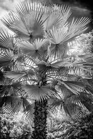 Infrared Palm Tree Ir Photography Infrared Photography Florida Photography