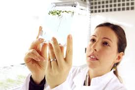 Researchers find mechanism by which plant roots avoid oxygen-deficient soil