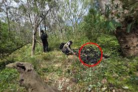 Crew left in tears over disturbing find at Aussie park: 'They were everywhere'