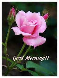 We did not find results for: 56 Best Good Morning Flowers Images Boom Sumo