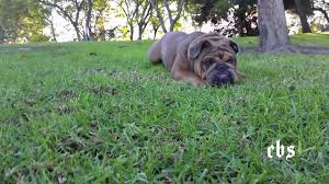 The english bulldog, is not recognised in any colour that is not listed in the breed standard by the kennel clubs for example black, lilac and michelle barrett: Collectabulls Oso Blue Sable Tri Englishbulldog Youtube