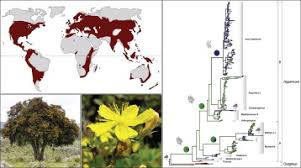 Image result for Hypericum quartinianum