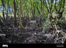 Image result for Rhizophora mucronata