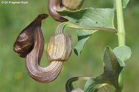 Image result for Aristolochia heppii