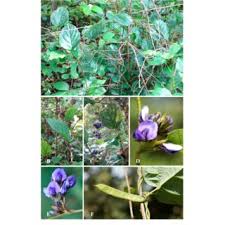 Image result for Kotschya aeschynomenoides