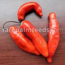 Image result for Capsicum baccatum