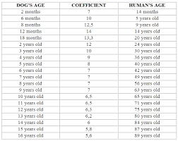 Female dogs can continue to get pregnant and give birth throughout their. How Old Is 10 Months In Dog Years Cheap Buy Online