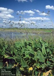 Image result for Thalia geniculata