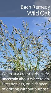 Bach Flower Remedy Wild Oat When We Are At A Crossroads In Life And In Danger Of Drifting Without Direction This Remedy Helps Us To C Bach Flowers Healing Herbs