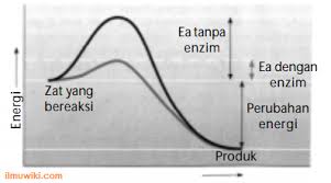 Untuk kepentingan tersebut pak udin telah menentukan 7 indikator. Contoh Soal Essay C1 Sampai C6 Biologi Sma