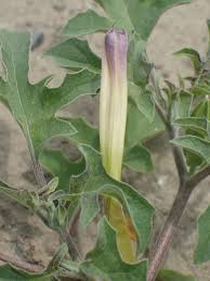Image result for Datura ferox