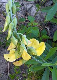 Image result for Crotalaria recta