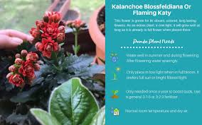 Kalanchoe Blossfeldiana Or Flaming Katy Kalanchoe Blossfeldiana Low Light Succulents Air Plant Garden