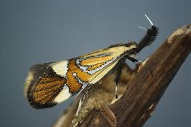 Image result for Alafia microstylis