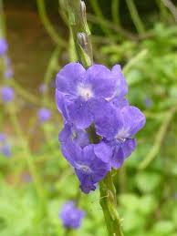 Image result for Stachytarpheta urticifolia