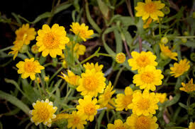 Image result for Landolphia glabra