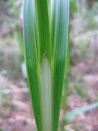 Image result for Scleria nyasensis