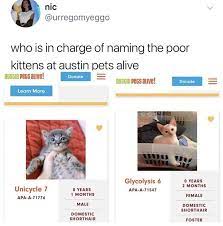 Pet Shelter Gives Cats Insane Names So We Found Like 37 Good Ones Funny Cat Names Happy Birthday Funny Cats Funny