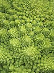 Broccoli Romanesco Cacti And Succulents Planting Succulents Romanesco Broccoli