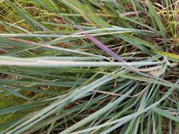 Image result for Elymandra