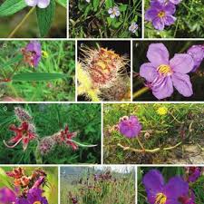 Image result for Antherotoma angustifolia