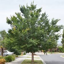 To provide quality living arrangements and life programs. Common Valley Trees