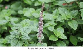 Image result for Platostoma