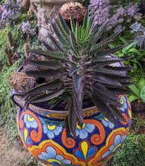 Image result for Kalanchoe daigremontiana