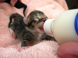Check spelling or type a new query. Become A Foster Parent Sacramento Spca