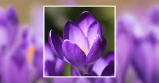 Lenora Miller Obituary May 15, 2022