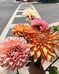 Dahlias Flower Truck Dahliasflowertruck Instagram Photos And Videos