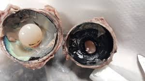 Check spelling or type a new query. Images Of Cow Eye Anatomy Quiz