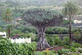 7 Tipps Fur Teneriffa Teneriffa Drachenbaum Und Reisetipps