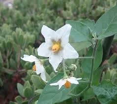 Image result for Solanum americanum